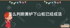 怎么判断黄栌下山桩已经成活