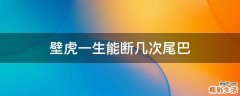 壁虎一生能断几次尾巴