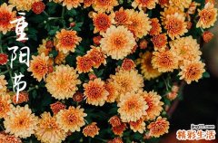 重阳节要吃什么，重阳节各地吃什么