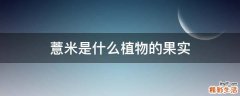 薏米是什么植物的果实