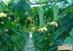丝瓜的功效与作用