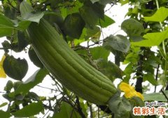 丝瓜发黑还能吃吗 丝瓜为什么会变黑