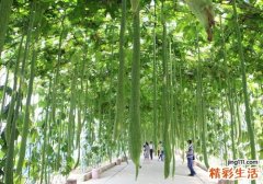 丝瓜可以做面膜吗 丝瓜面膜怎么做