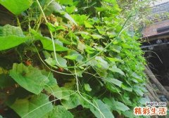 丝瓜藤可以吃吗 丝瓜藤居然还能这样吃
