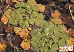 菱角里面有寄生虫吗 教你两招完全清除寄生虫