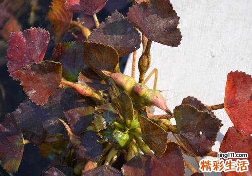 菱角吃了会发胖吗 菱角怎么吃不会胖