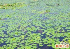吃菱角可以减肥吗 菱角怎么吃减肥