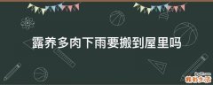 露养多肉下雨要搬到屋里吗
