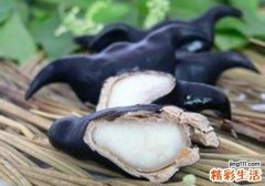 菱角生吃好还是熟吃好