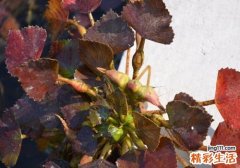 宝宝可以吃菱角吗 妈妈一定要知道