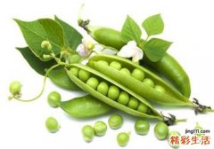 豌豆搭配什么一起吃 吃豌豆有什么好处
