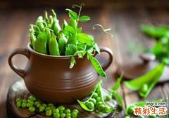 豌豆吃多了会胖吗