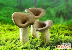 尿酸高蘑菇可以吃吗