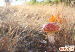 吃菌菇类有什么好处 这7种菌菇你千万别错过
