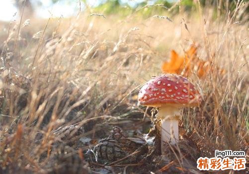 吃菌菇类有什么好处 这7种菌菇你千万别错过