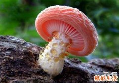 吃蘑菇有什么好处