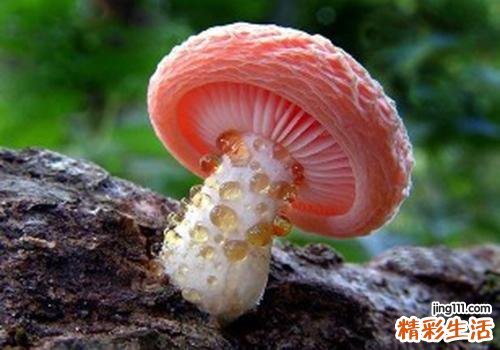 吃蘑菇有什么好处