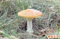 吃了毒蘑菇怎么办