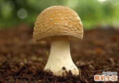 干煸蘑菇