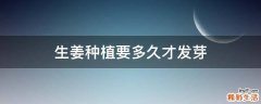 生姜种植要多久才发芽