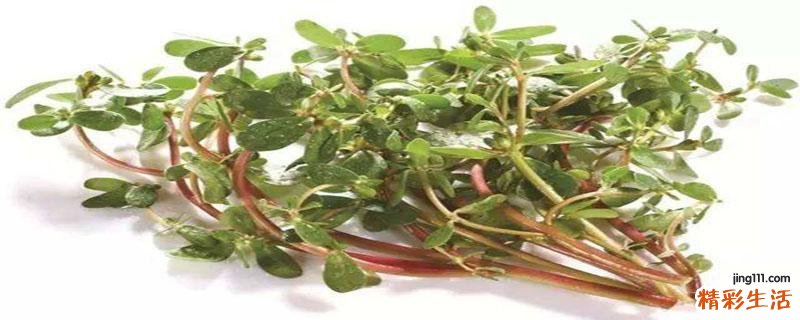 马齿苋吃多了有副作用吗 马齿苋长期吃伤肾吗