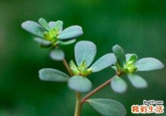 马齿菜哪种人不能吃 马齿苋哪种人不能吃 马齿苋什么人不能吃