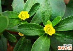 马齿苋外敷的功效与作用 没想到路边野草外敷还有这样的效果！