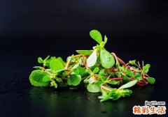 马齿苋对皮肤的功效 原来马齿苋涂在身上有这样的好处