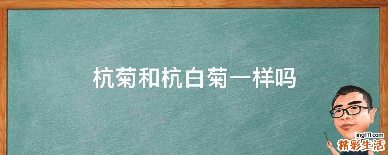 杭菊和杭白菊一样吗