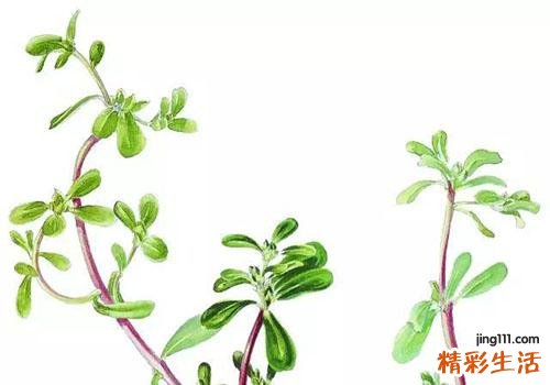 马齿苋能生吃吗 马齿苋生吃有什么好处