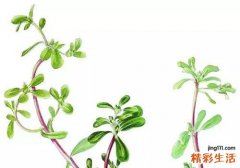 马齿苋有毒吗 食用马齿苋要注意什么