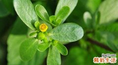 马齿菜煮鸡蛋治痔疮吗 马齿菜治痔疮有效果吗