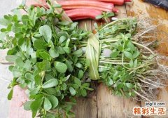 马齿苋怎么治痔疮 怎么治痔疮最快有简单