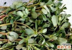 马齿苋的作用与功效 白头发和老年病克星