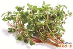 马齿苋的功效 怎么吃效果好