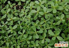 马齿苋熬水泡脚的功效 这样做溃疡、脚裂都远离！