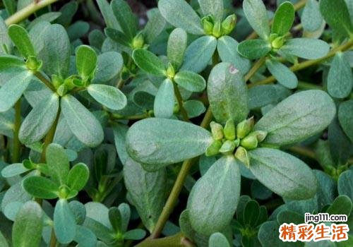 马齿苋能治婴儿腹泻吗 怎么吃？吃多少？