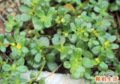 马齿苋和蒲公英能一起吃吗 有什么影响？一起吃了怎么办？