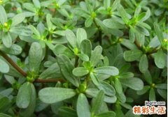 马齿笕怎么做好吃不酸 马齿苋这样做才好吃！