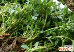 吃马齿苋能降血糖吗 糖尿病人吃马齿苋的好处