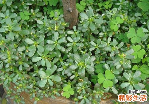 马齿苋熬水能治便秘吗 马齿苋熬水怎么熬