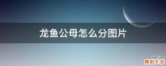 龙鱼公母怎么分图片