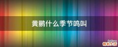 黄鹂什么季节鸣叫