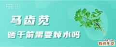 马齿苋晒干前需要焯水吗 马齿苋需要连根使用吗