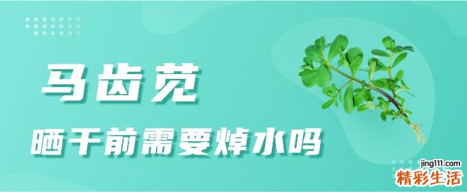 马齿苋晒干前需要焯水吗 马齿苋需要连根使用吗
