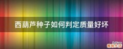 西葫芦种子如何判定质量好坏