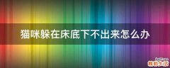 猫咪躲在床底下不出来怎么办