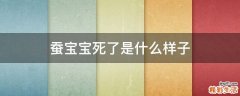 蚕宝宝死了是什么样子