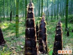 竹笋有什么营养价值 什么人不能食用竹笋