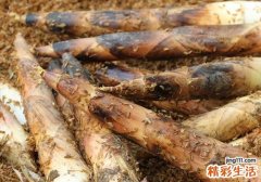 竹笋吃多了有什么不好 春笋吃了会导致发胖吗